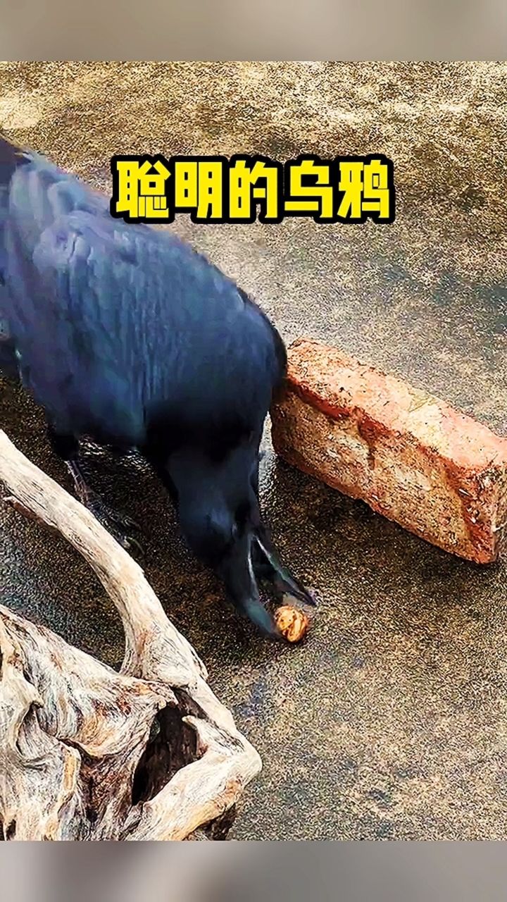 乌鸦的智商有多高