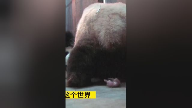 熊猫毛毛第一次当妈妈,无法接受宝宝,这可咋整##大熊猫