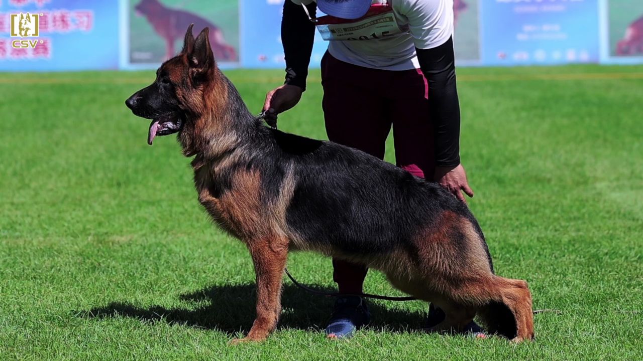 2023年csv德国牧羊犬内蒙古地方展幼小公犬组vv4犬只讲评