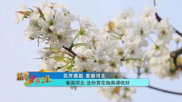 花开燕赵 美丽河北|春游河北 这份赏花指南请收好