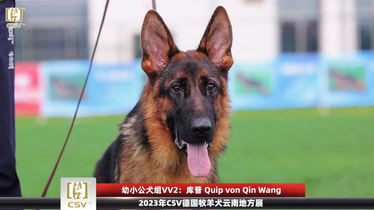 2023年csv德国牧羊犬云南地方展幼大公犬组vv2犬只讲评