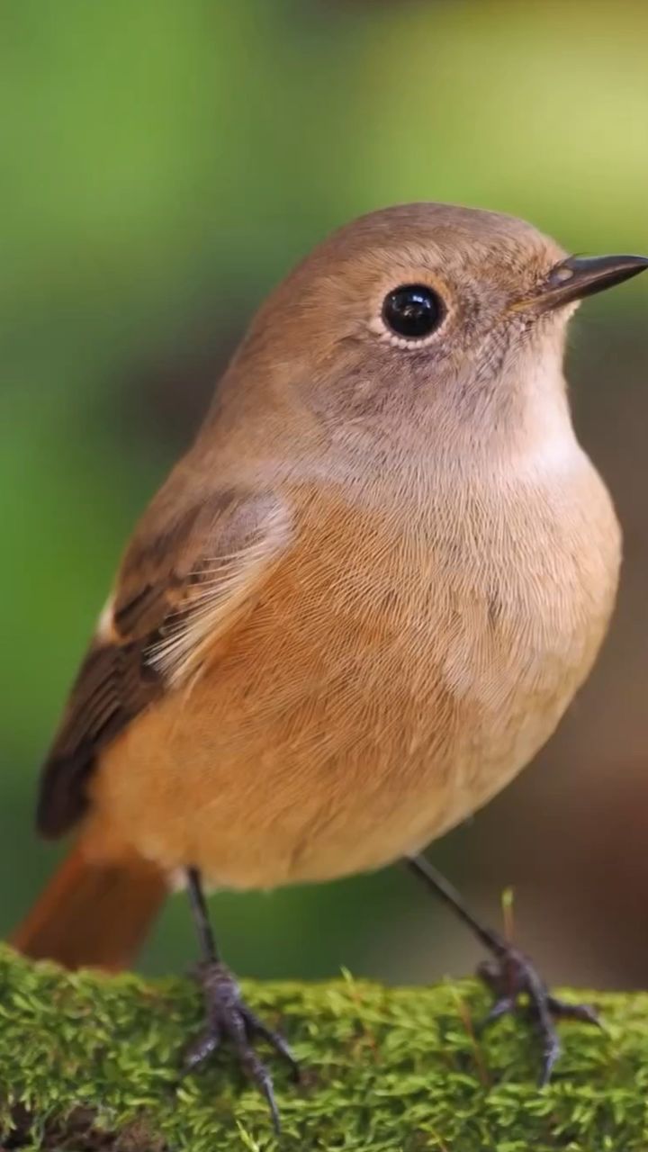 这只北红尾鸲真的好美啊!