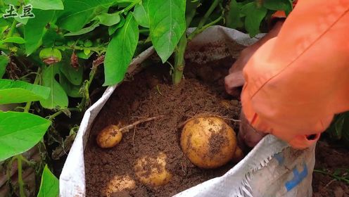 从种子到土豆，编织袋里的魔幻之旅！轻松掌握土豆种植技巧！