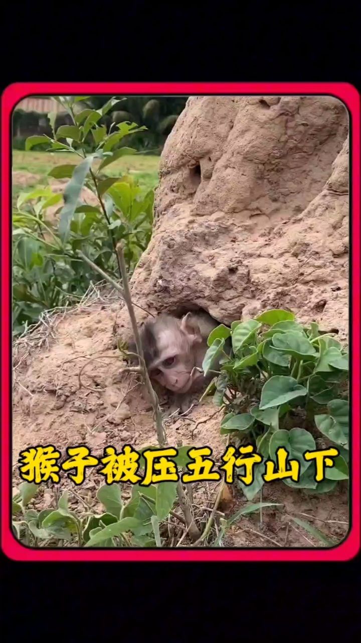 猴子被压五行山下