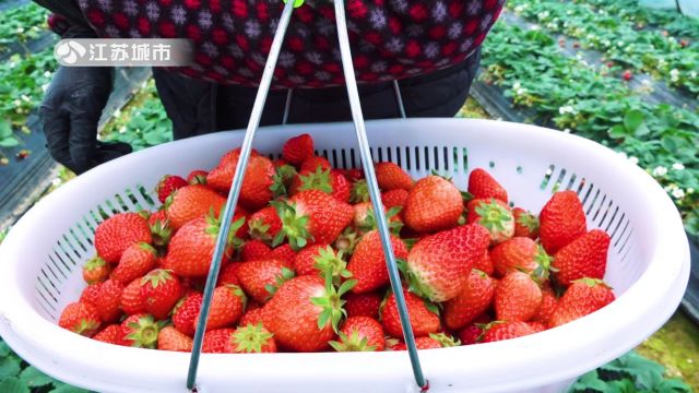 江苏直通车发布江苏电视台播出——南京市高淳区荀氏农夫经济林果种植家庭农场