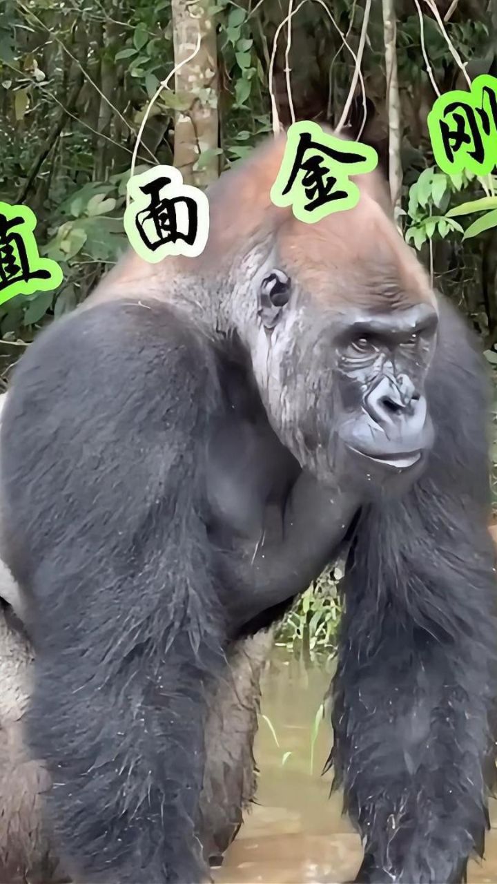 身临其境,直面银背大猩猩的可怕力量