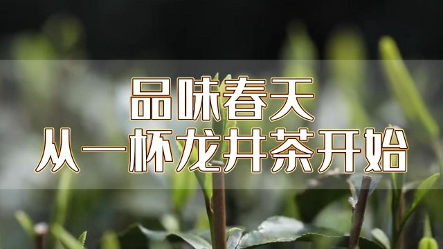 心灵壹号:品味春天,从一杯明前龙井茶开始!