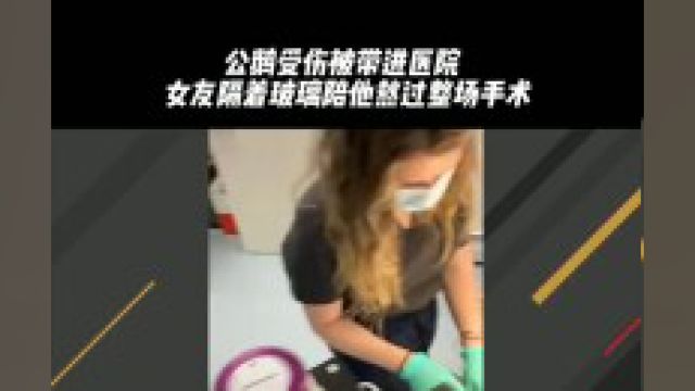 公鹅受伤被带进医院,女友隔着玻璃陪他熬过整场手术,看完我酸了动物保护爱情