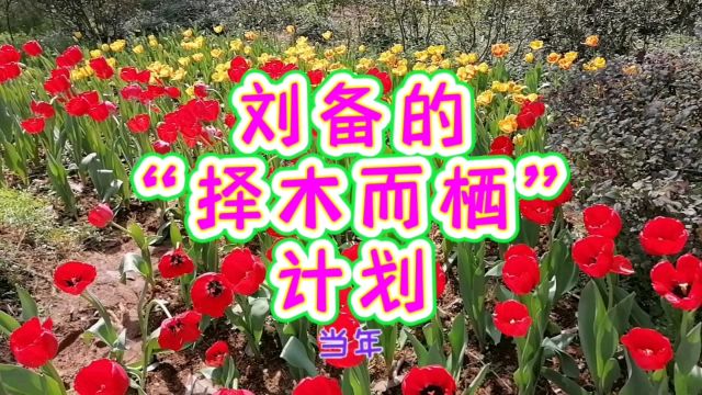 刘备的“择木而栖”计划