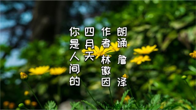 詹泽朗诵《你是人间的四月天》作者:林徽因