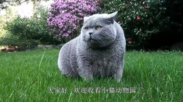 当高冷的猫咪遇上乌龟,它们之间会产生什么有趣的故事呢