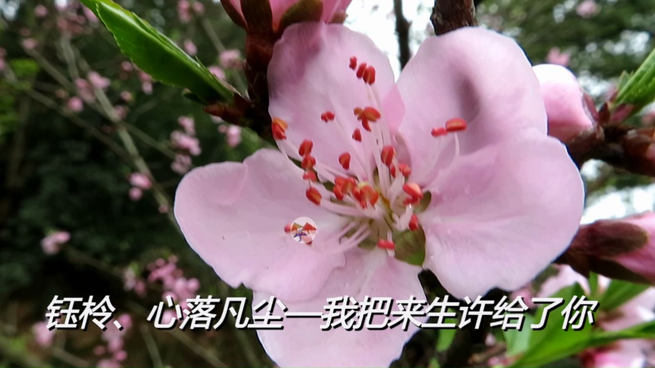 钰柃,新落凡尘——我把来生许给你