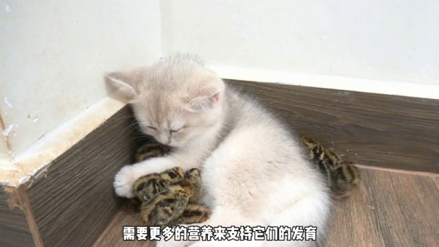 猫咪怀孕初期的秘密