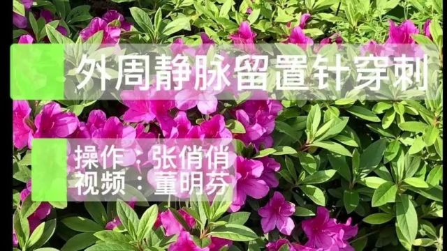 操作视频:留置针 3 大穿刺法,教你学会正确穿刺!