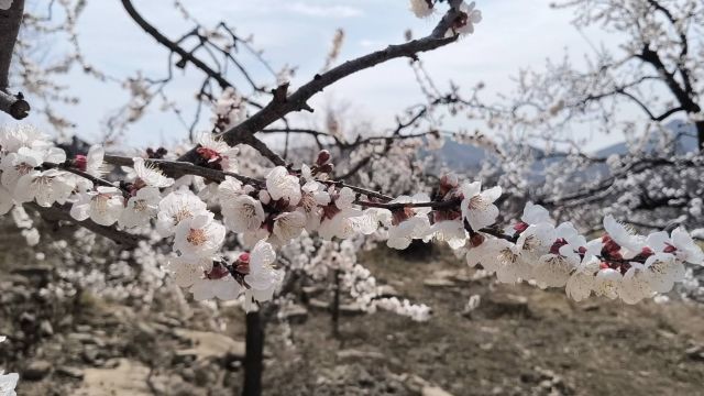 临沂蒙阴:花如海 景如画 百年杏园觅春光