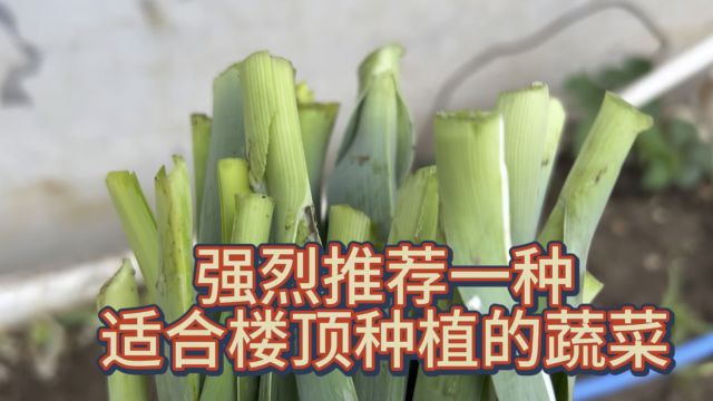 楼顶种菜,强烈推荐韭葱,特别适合楼顶种植.