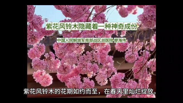 紫花风铃木隐藏着一种神奇成份