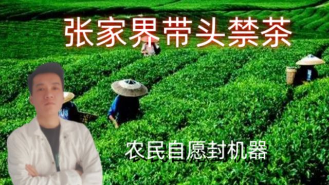 张家界带头禁茶,农民自愿封机器,网友群情激奋,这次丢人又丢面