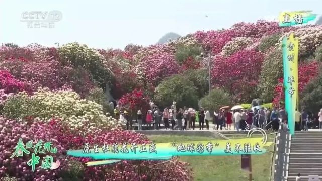 花开第9站!《春暖花开的中国》累计触达2335.7万人次