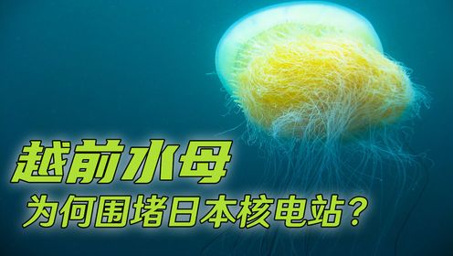 日本渔民头号公敌，竟是一群来自中国的水母，到底做了什么？