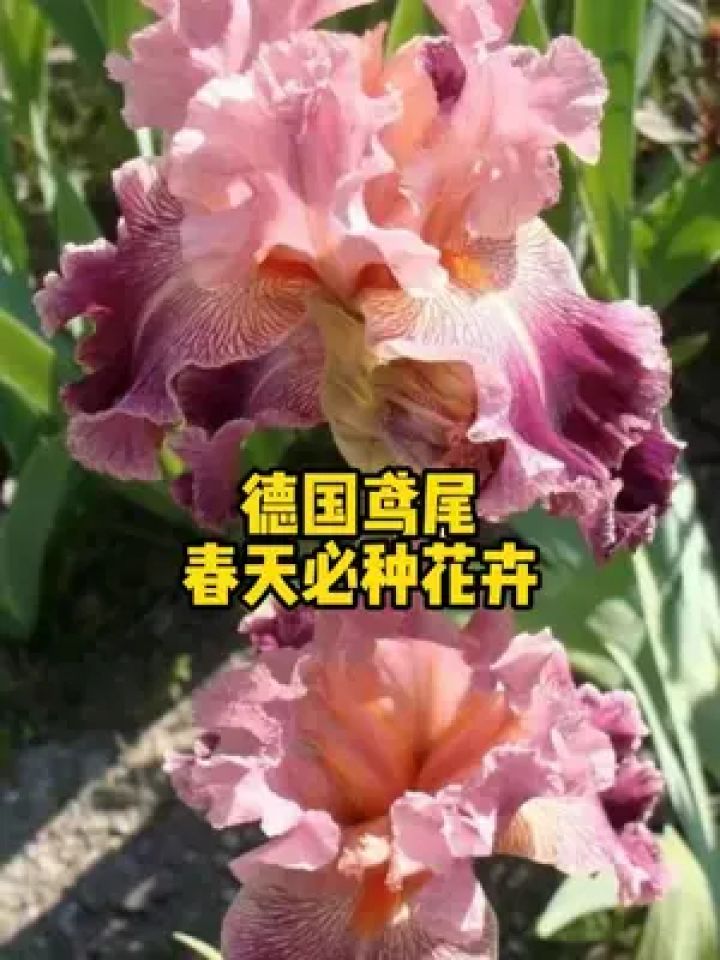 开花太仙了,德国鸢尾春天必种 #鸢尾 #鸢尾花 #德国鸢尾