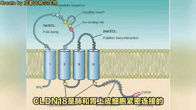 全球第一个CLDN18.2抗体药物获批上市