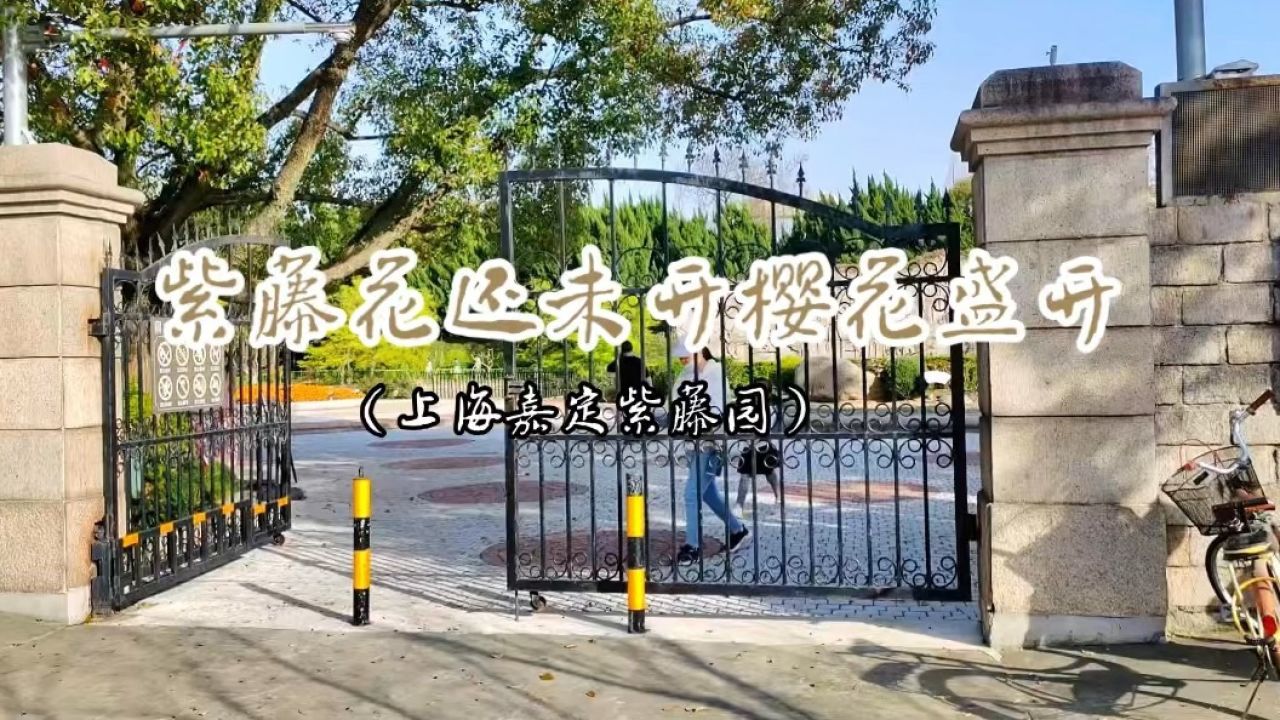 隐人日记:紫藤花还未开樱花盛开(上海嘉定紫藤园)"紫藤盛花期在四月