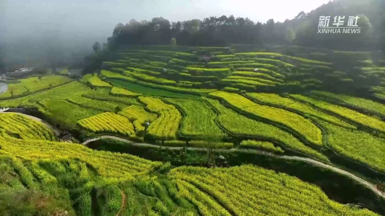 高要梯田油菜花图片