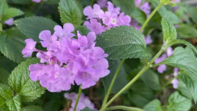 五色梅耐热花量大花期9个月,分享日常管理养护技巧和繁殖方式