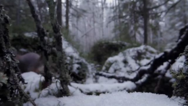 极度严寒冰天雪地的冬天,即使储备充足有些动物依然无法渡过难关