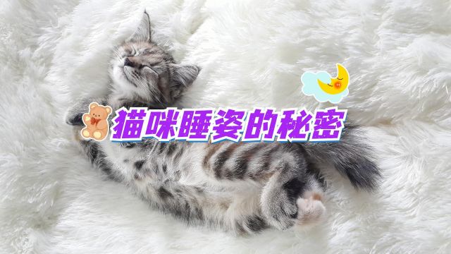 猫咪睡姿的秘密,你知道多少呢?