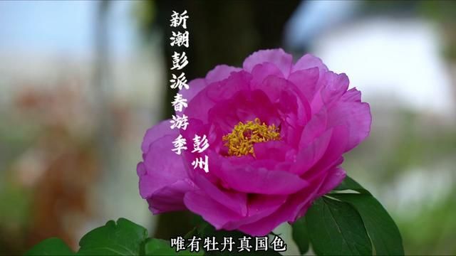 春天就来彭州感受牡丹花的浪漫#新潮彭派春游季 #成都春日打卡好去处 #第40届成都彭州天彭牡丹花会 #有一种成都生活叫彭州