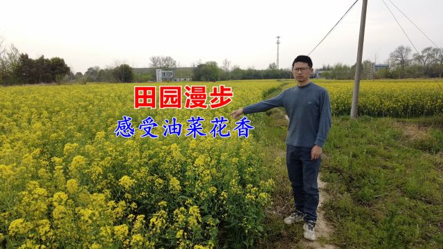 漫步田间小径,油菜花香四溢,领略农民劳作之辛勤