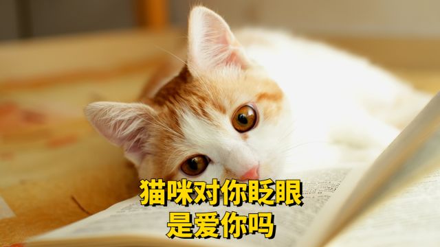 猫咪对你眨眼,是在表达爱你吗?