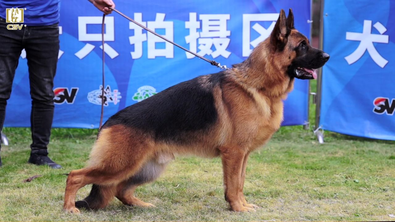 2023年csv德国牧羊犬福建地方展幼年公犬组sg2犬只讲评