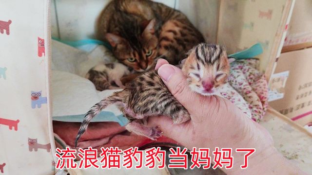 流浪猫小院意外怀孕的豹豹终于生小猫了,哎呦与偶像主人帮助接生