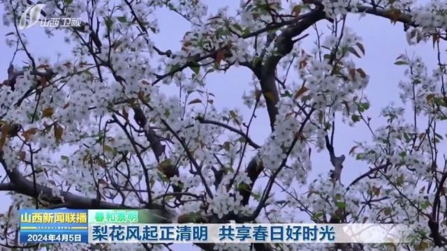 【春和景明】梨花风起正清明 共享春日好时光