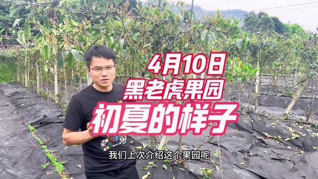 第二集#初夏 黑老虎果园4月初已经下好肥料打上防草布,也开始抽芽长花苞了!#种植的乐趣 #黑老虎 #果园管理