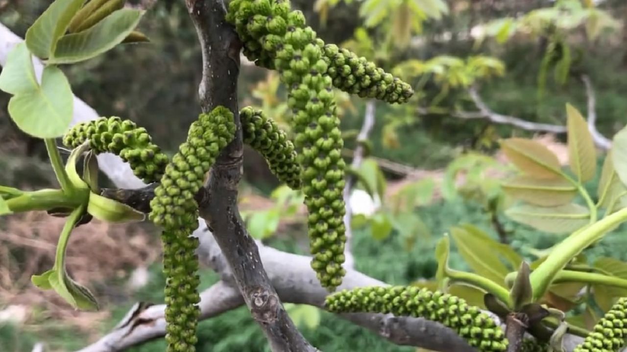 核桃花图片大全大图图片