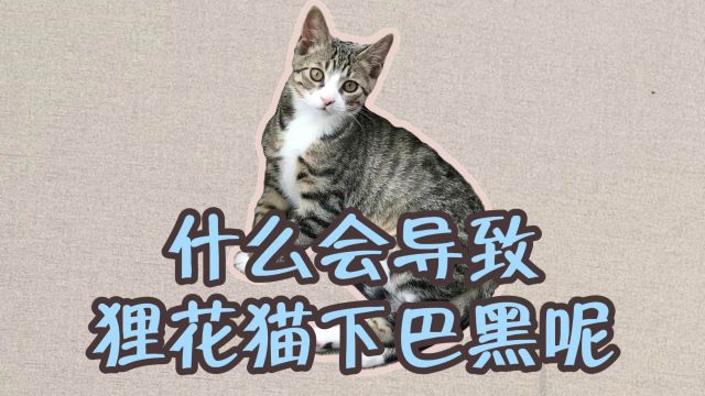 什么会导致狸花猫下巴黑呢?其实有这些原因