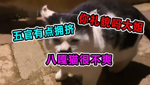 杰瑞汤姆:八嘎猫很不爽!压缩版狗子?你礼貌吗?大姐!_高清1080P在线观看平台_腾讯视频