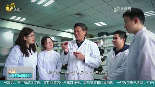 陈学森:选育4个红肉苹果新品种,给世界苹果装上更多“中国芯”