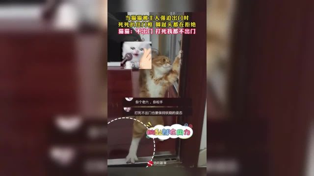 当猫猫被主人强迫出门时 死死扒住门框 脚趾头都在拒绝 猫猫:不出门 打死我都不出门 (视频来源:石清泉)