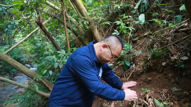 神农四宝之一,大山里极为少见的珍贵植物,文王一支笔,寄生在大树的根系之上,毛笔头,紫红色,又有借母还胎的别名,告诉我你的家乡有吗?#植物科普