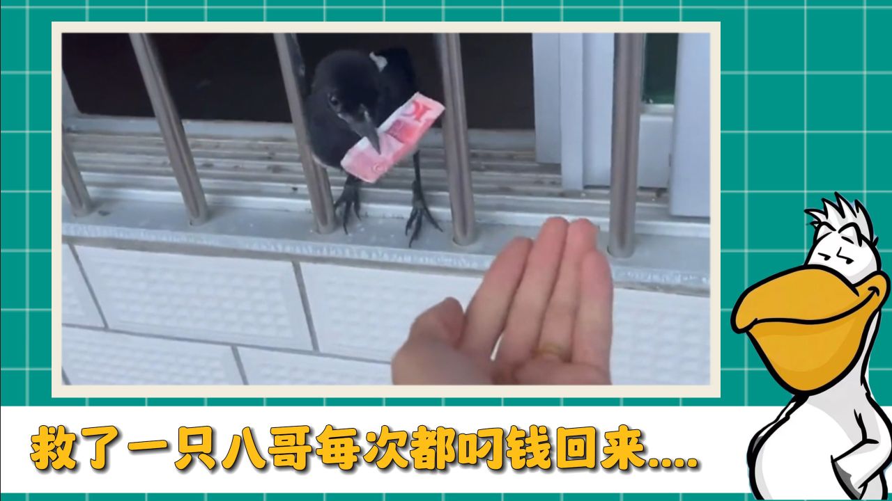 救了一只八哥实现了财富自由.