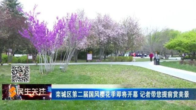 栾城区第二届国风樱花季即将开幕 记者带您提前欣赏美景