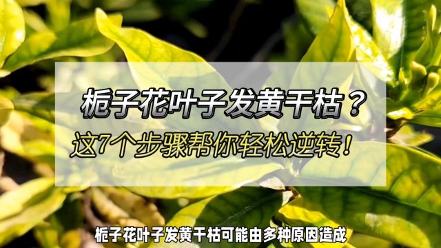 栀子花叶子发黄干枯?这7个步骤帮你轻松逆转!