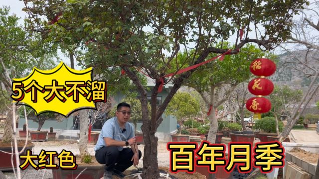 山东最大的一棵“百年月季王”,直径达到了25公分,让人叹为观止