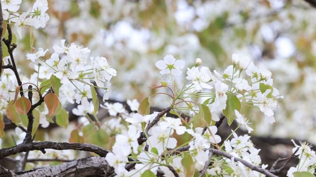 临沂沂南:春到梨花朵朵开 美景引客踏春来