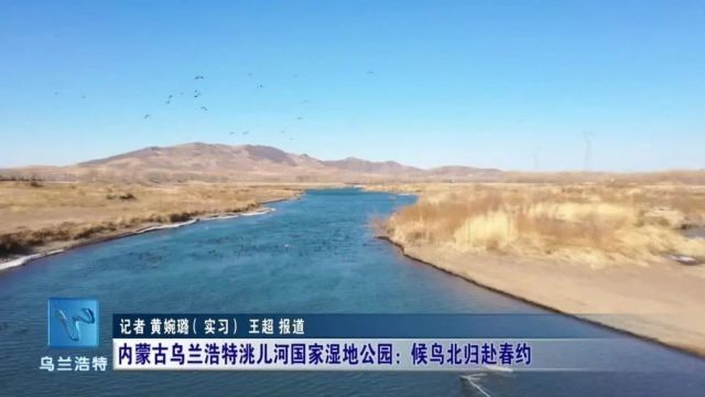 【五大任务 乌兰浩特在行动】内蒙古乌兰浩特洮儿河国家湿地公园:候鸟北归赴春约